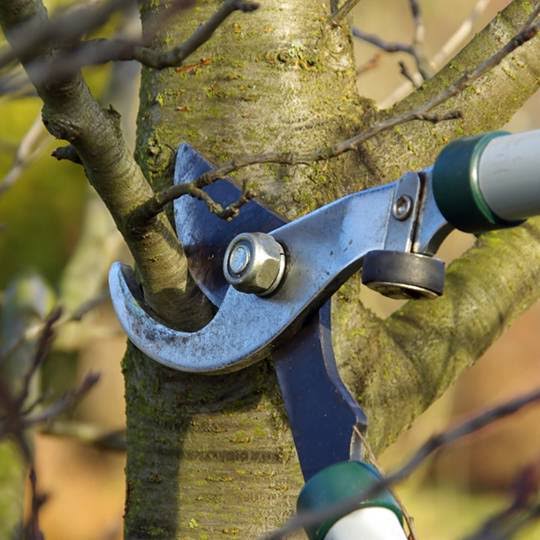 Professional tree pruning in Johannesburg. Tree trimming experts near Sandton. Tree care in Randburg for healthy trees and safety. Tree maintenance around Krugersdorp and Roodepoort